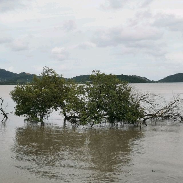 เส้นทางชมป่าโกงกางที่สวนสะพานหิน 