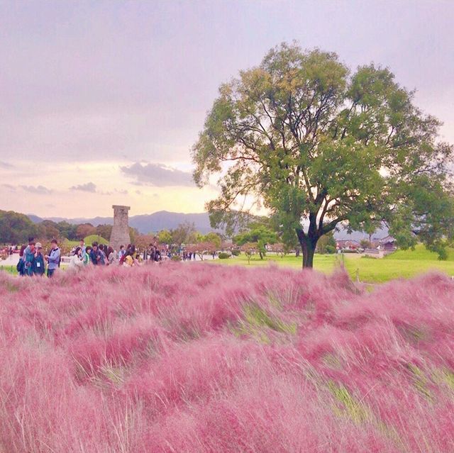 [경주] 핑크뮬리 명소, 첨성대
