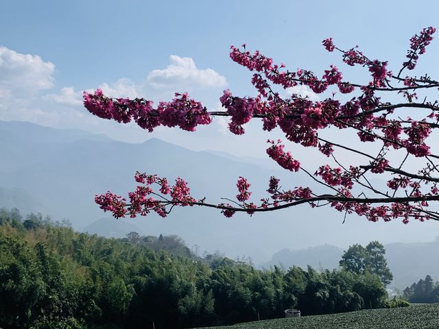 阿里山石棹步道群-霧之道