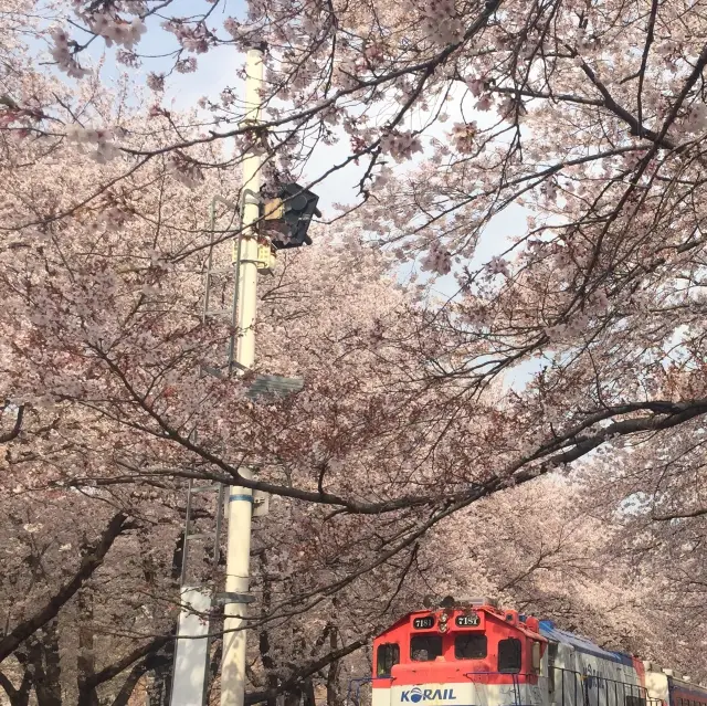 벚꽃은 경화역이 최고