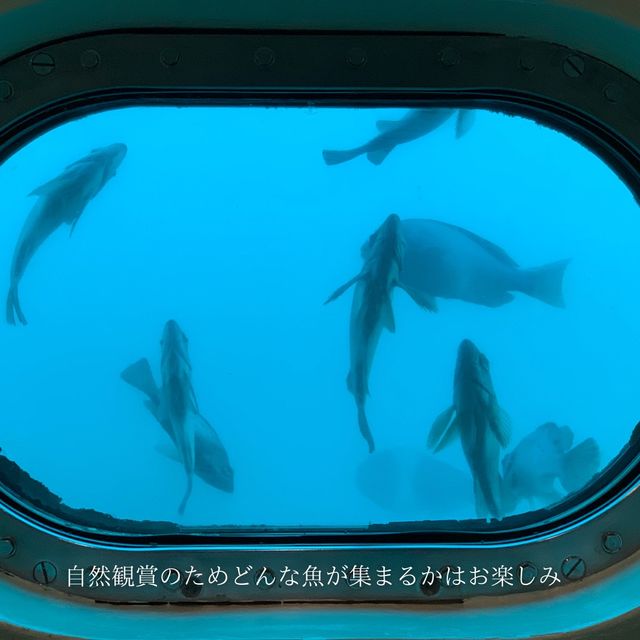 【千葉県】勝浦おすすめスポット海中展望塔