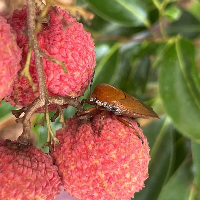 非常有愛❤️的魚菜共生嘅實驗農場