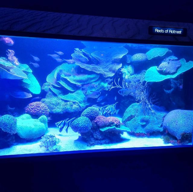 A small aquarium but great experience!