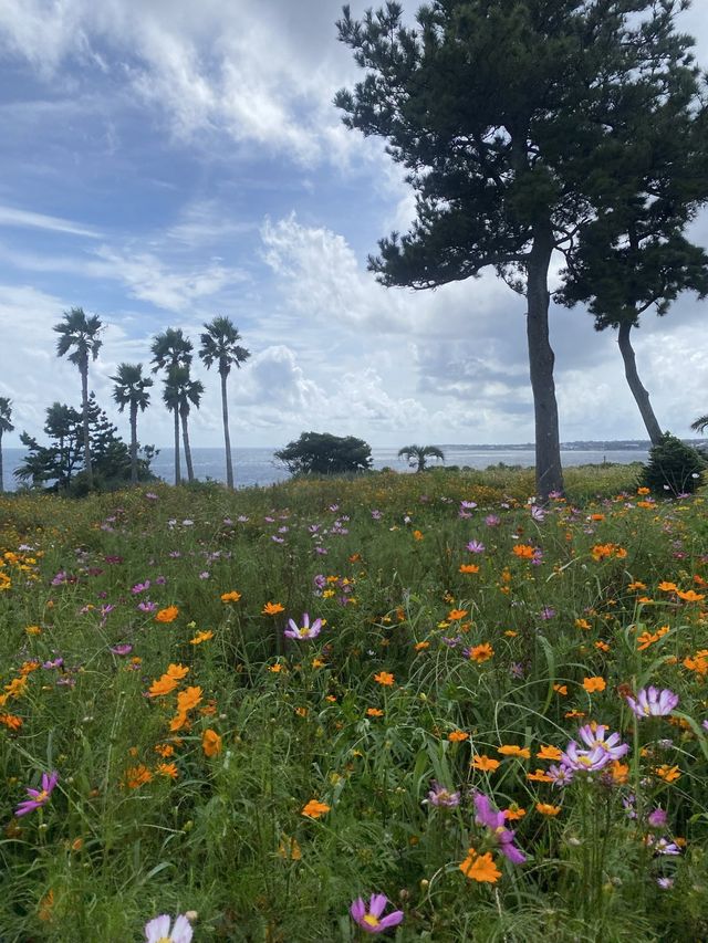 황화코스모스 가득한 제주도 🧡