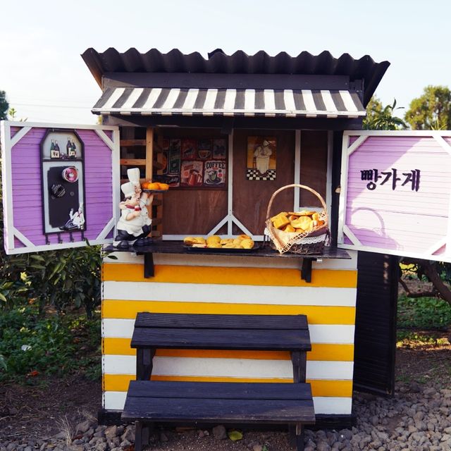 📸 귤밭에서 예쁜 사진찍기, 감귤나무숲