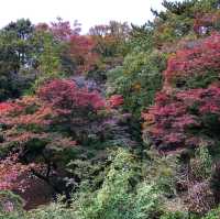 Todoroki Valley