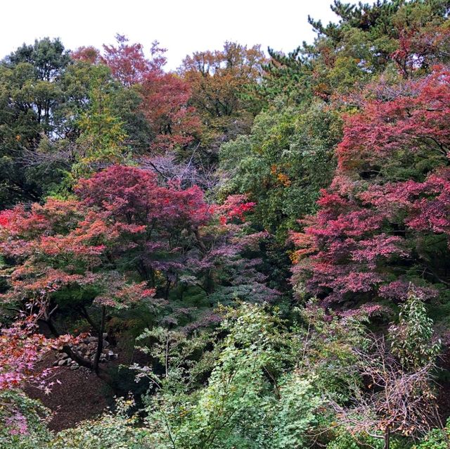 Todoroki Valley