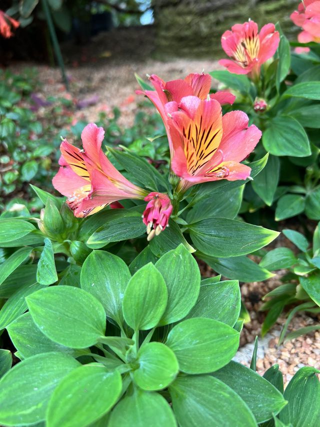 Admiring Nature’s Beauty inside Flower Dome