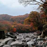 한라산 아래 제주 단풍 명소 <천아계곡>
