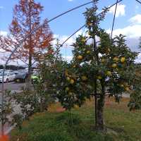岩手県！花巻空港の紹介～秋～