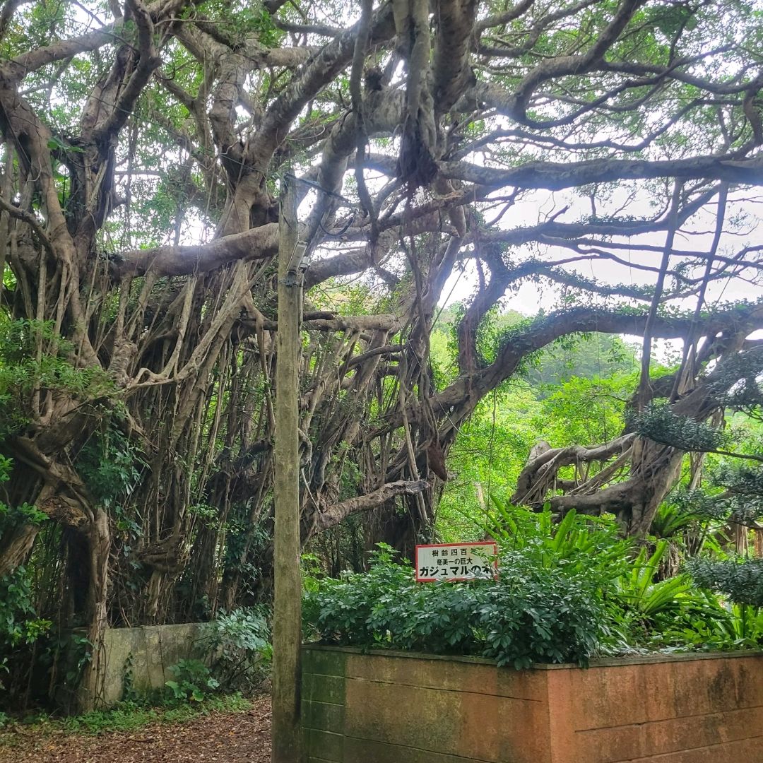 亜熱帯の樹木　ガジュマル　奄美大島産　① 亜熱帯の樹木 ガジュマル 奄美大島産 ① 【公式通販】