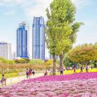 울산 태화강국가정원 국화정원