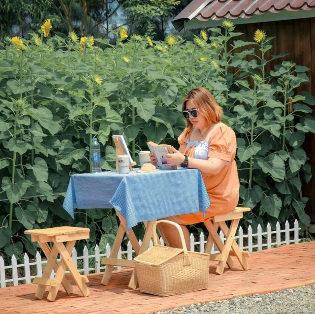 บ้านไร่นายรุ่ง เปิดให้เข้าชมทุ่งดอกทานตะวัน🌻