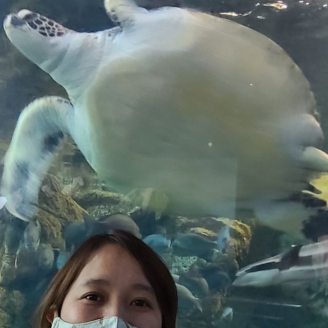 #aquamarine science museum🐠🐬🐳🐡