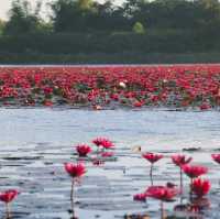 ทะเลบัวแดง จังหวัดกาฬสินธุ์