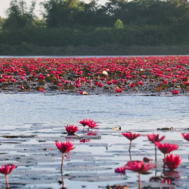 ทะเลบัวแดง จังหวัดกาฬสินธุ์