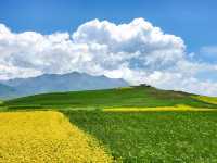 Menyuan Flower Fields (门源) - Qinghai