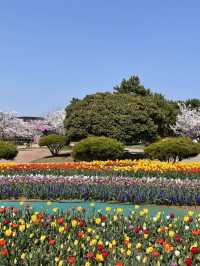 태안 세계 튤립 축제🌷🌷🌷