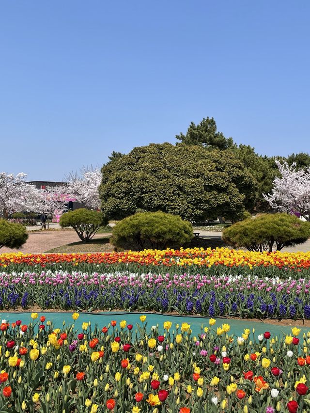 태안 세계 튤립 축제🌷🌷🌷