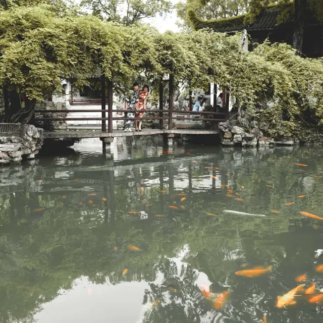 A nice place to spot koi fish🪷🐠 