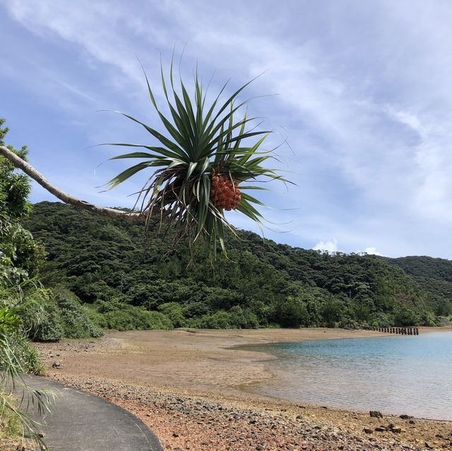 加計呂麻島の海軍特攻隊跡