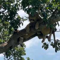 uganda's Tree climbing lions 