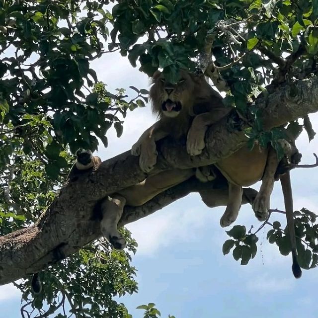 uganda's Tree climbing lions 