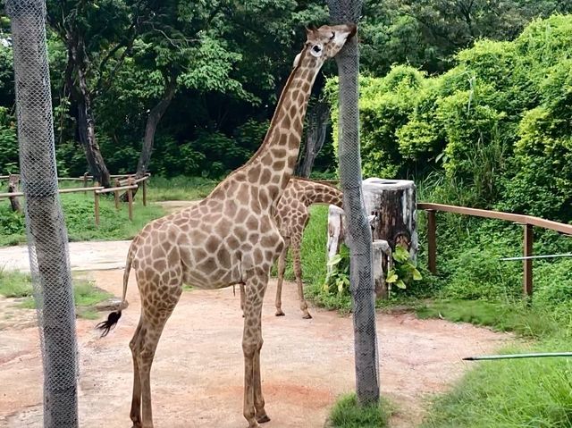 Shenzhen Safari Park 🦒