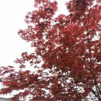 打卡甘肅雞峰山國家級森林公園