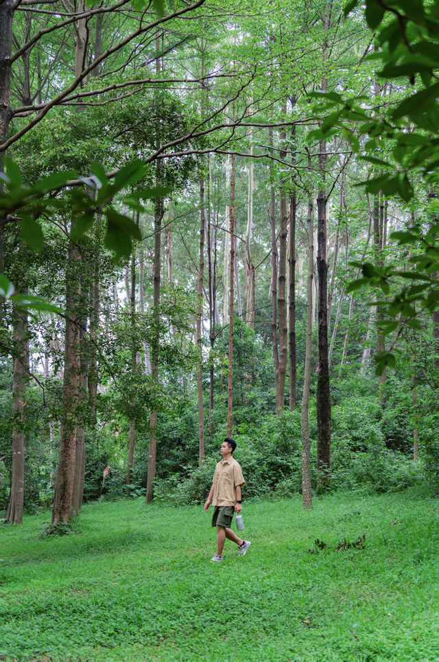 Found the real-life version of "The Wizard of Oz" in Guangzhou, breathtakingly beautiful ❗️