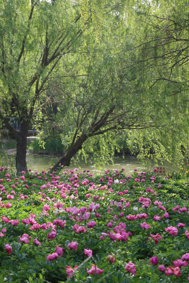 Fuyang's best place to enjoy roses in bloom - Delta Park.