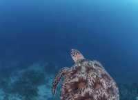 Maldives Travel | The Ultimate Experience on the Island