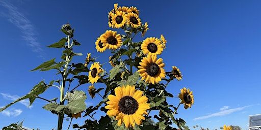 Dance of the Pencil Art Class | Tucson Village Farm's "Big" Farm