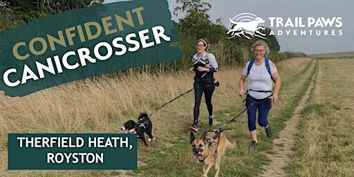 Confident Canicrosser | Therfield Heath, Baldock Road, Royston, UK