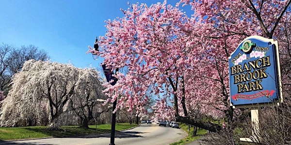 Cherry Blossom Walking Tour in Branch Brook Park | Prudential Lions, Art and Pat