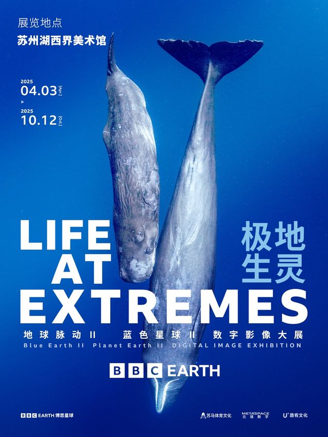 [蘇州首展] 英國BBC EARTH 極地生靈數字影像大展｜展覽休閒 | 湖西·界美術館