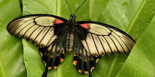 Kids Workshop - Bug Hunting | Port Kells Nurseries