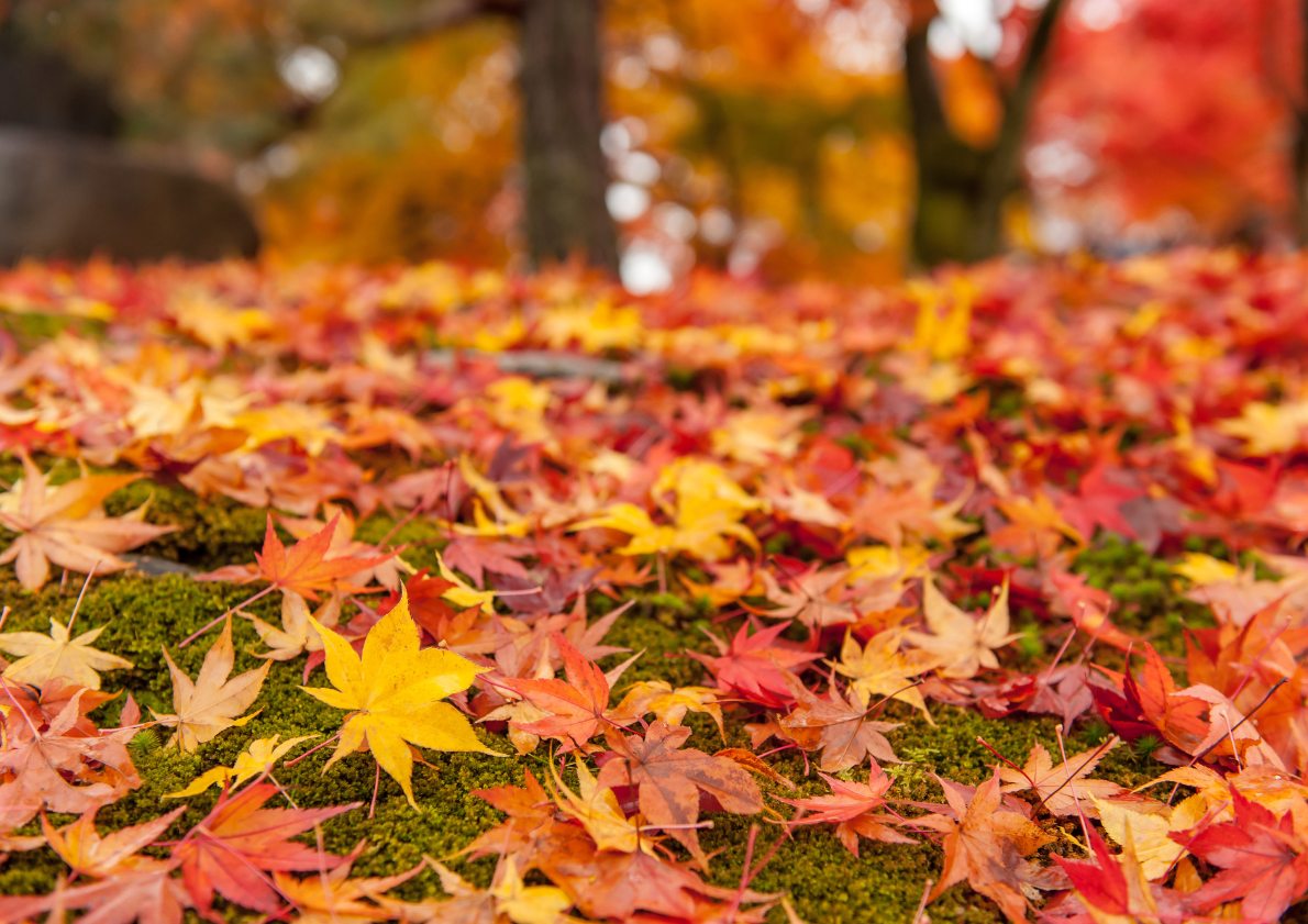 【2025韓國楓葉季】釜山人氣賞楓景點推介：梵魚寺、金井山城、金剛公園 | 釜山
