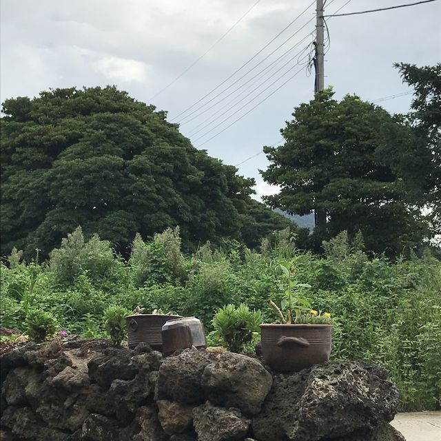 전복, 딱새우, 게! 장이 세개!!! 제주도 삼다장