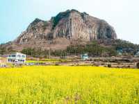 제주 유채꽃 핫플 산방산