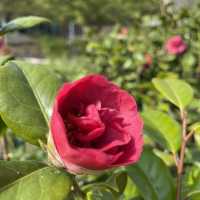 超大型公園草地同設施
