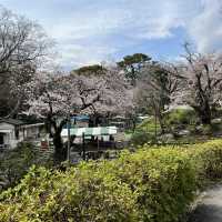 【神奈川】お城と満開の桜が美しい桜の名所🌸