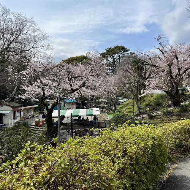 【神奈川】お城と満開の桜が美しい桜の名所🌸