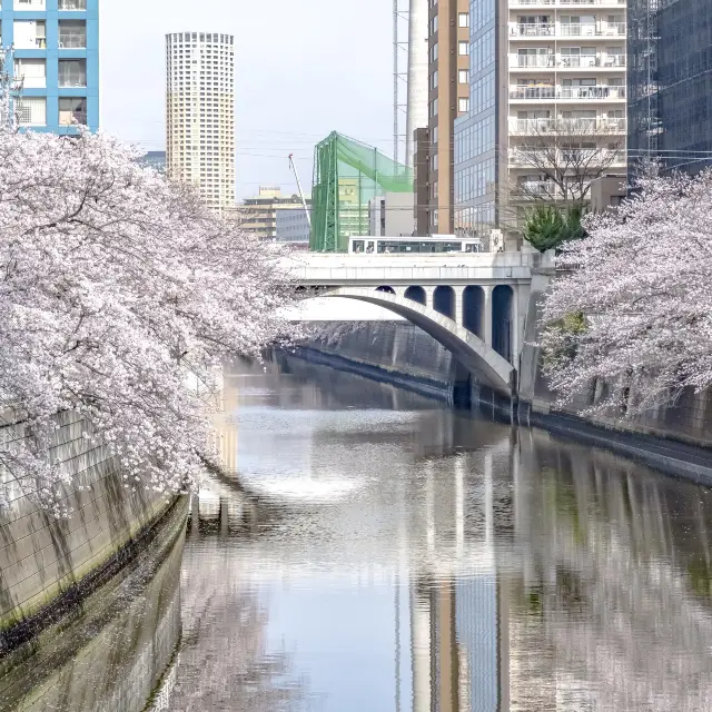 目黒川の太鼓橋からの景色