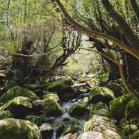 【屋久島】苔むす森