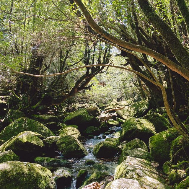 【屋久島】苔むす森