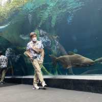 อควาเรีย ภูเก็ต แหล่งรวมสัตว์น้ำใต้ทะเล 