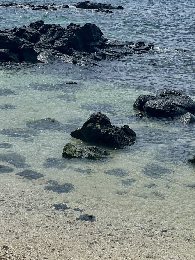 에메랄드빛 바다에서 스노쿨링🌊 우도 ‘서빈백사’