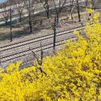 응봉산 개나리 꽃 구경💛