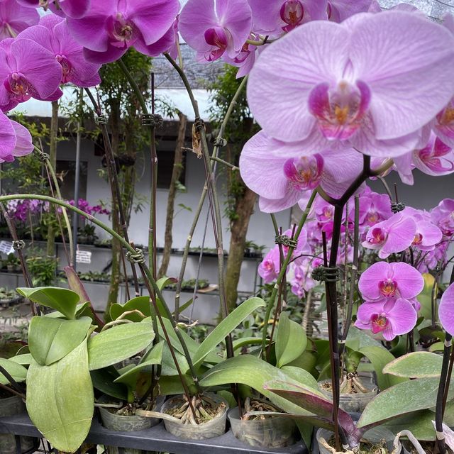 HEAVEN FOR ORCHID LOVERS ✨🌈